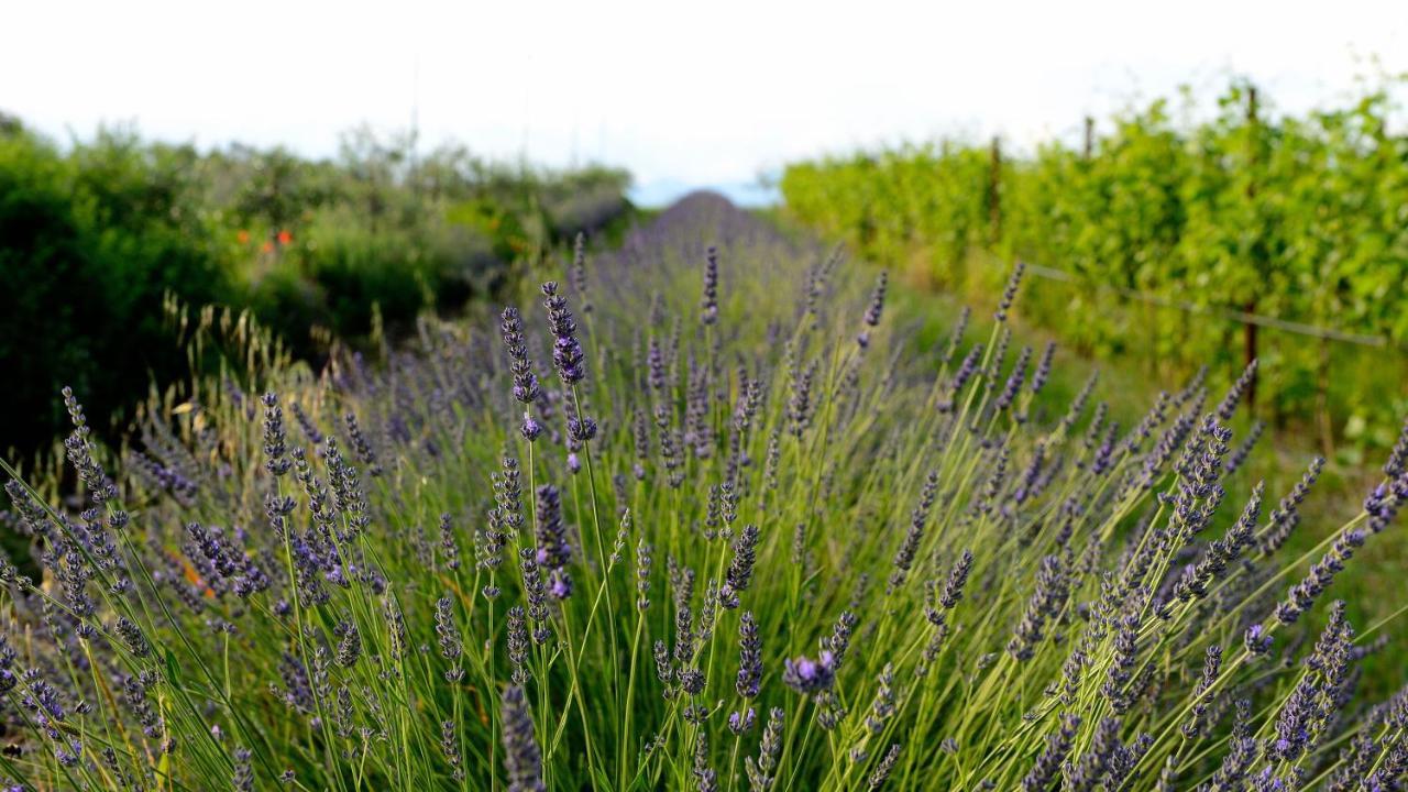Agriturismo2Laghi ปอนติ ซุล มินโช ภายนอก รูปภาพ